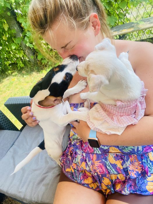 Hotel dla psów Opieka nad psem, hotel dla psa