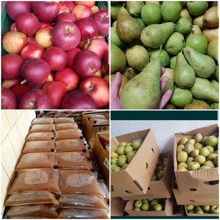 Owoce jabłka gruszki, soki jabłkowe 100 % lokalny sadownik