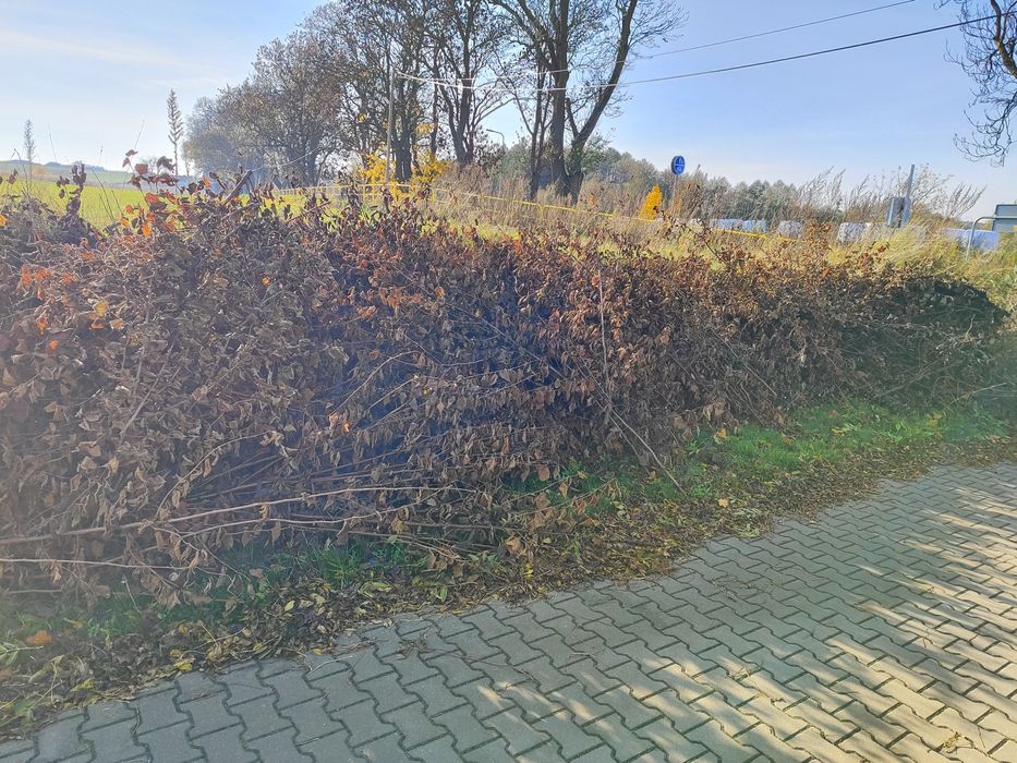 Za darmo gałęzie orzecha laskowego gruszy jabłoni i czeremchy