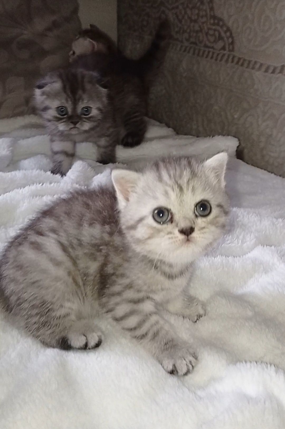 Шотландські сріблясті кошенята