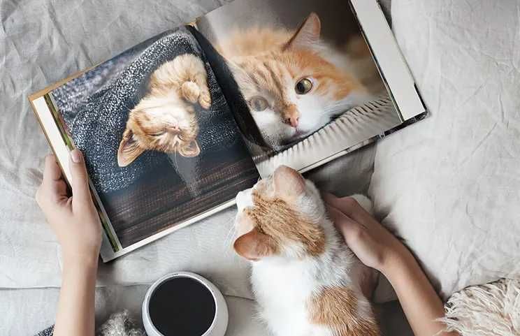 Sessão de fotografia + álbum profissional de animais de estimação