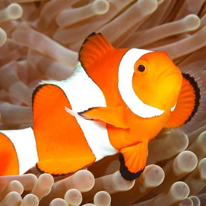 Amphiprion occelarris blazenek nemo Akwarium morskie