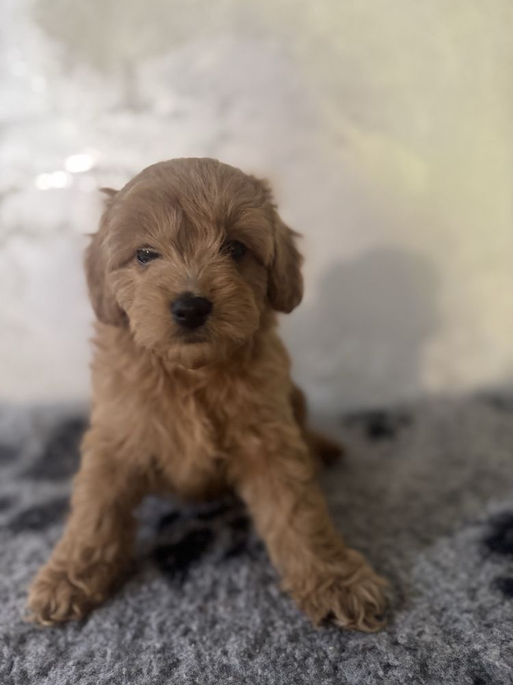 Cavapoo F1 b dziewczynka
