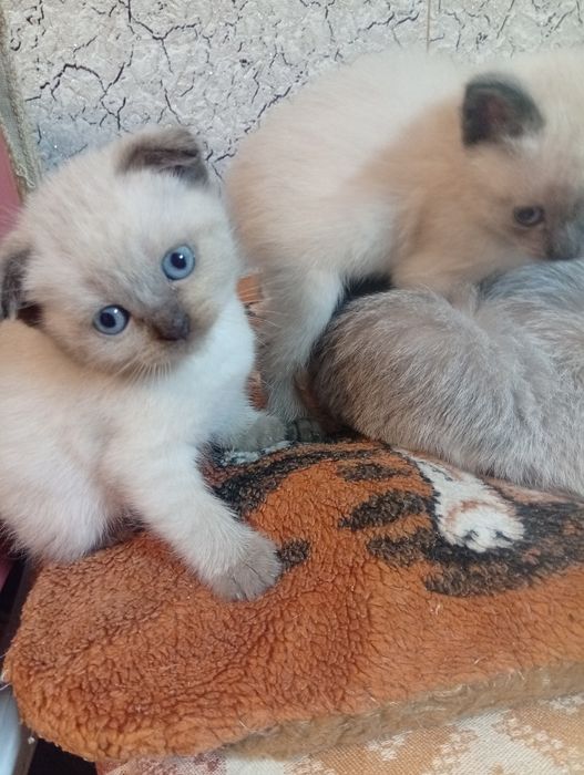 Сіамські (тайскі) висловухі кошенята