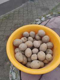 Sadzonki ziemniaka Denar świeże