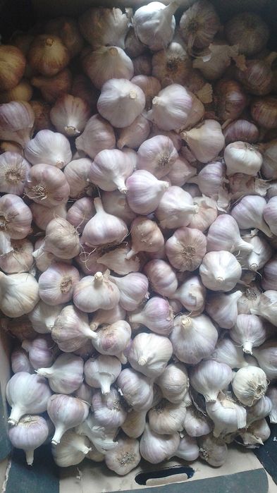 Любаша часник зимовий 2 репродукція