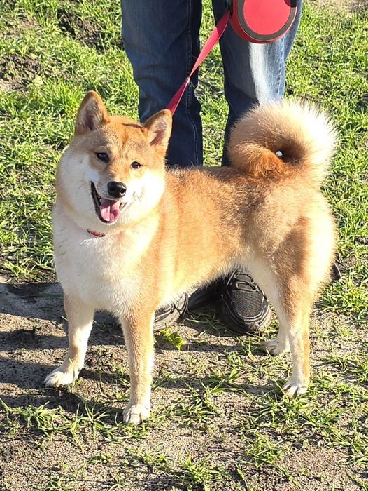 Шиба, шиба-іну, Сіба , сіба-іну, shiba-inu, цуценята TODAISOU