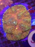 Lobophyllia Rainbow WYSIWYG #95 koralowce akwarystyka morska
