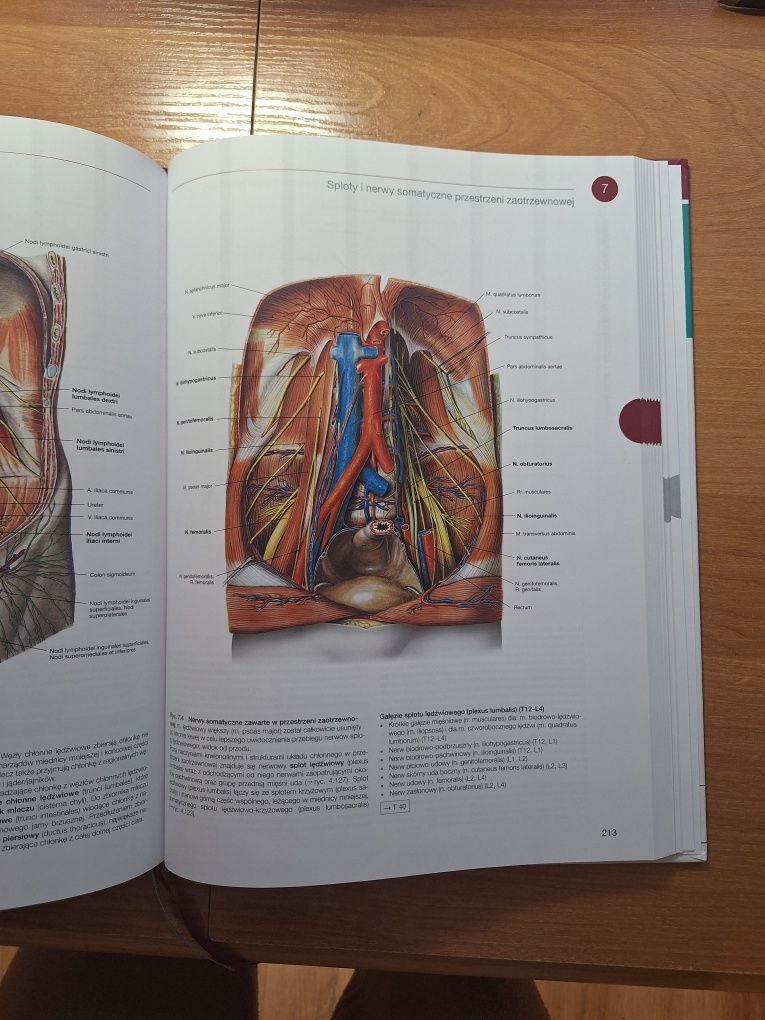 Atlas sobotta narządy wewnętrzne