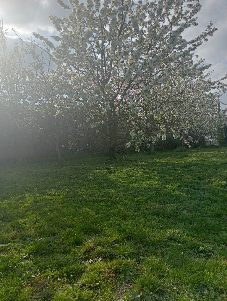 Sprzedam dom siedlisko