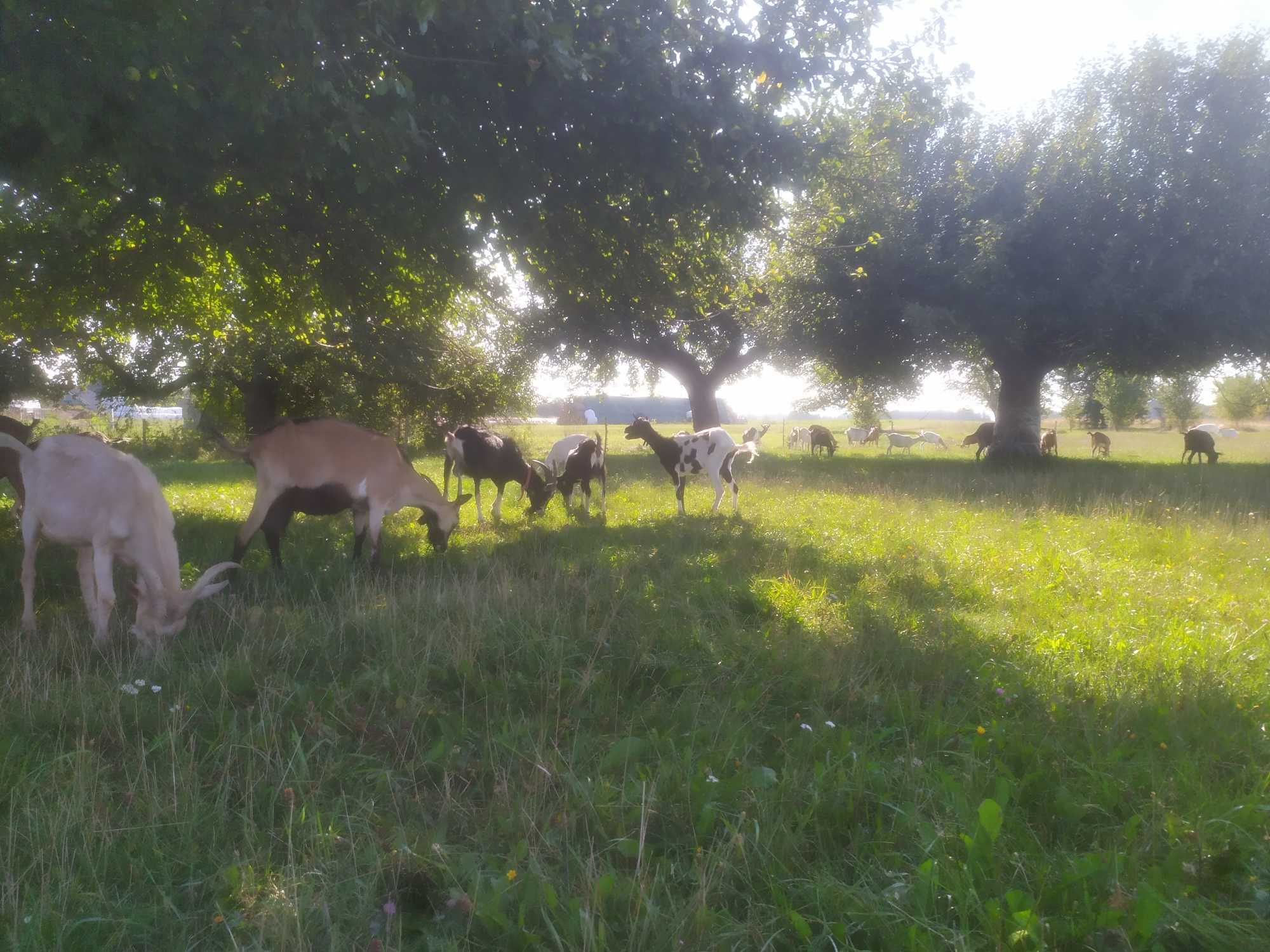 Mleko i sery kozie