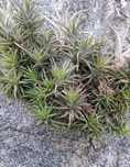 Plantas aéreas tillansia
