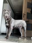 American Staffordshire Terrier