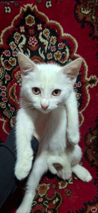 Котики шукають люблячу сім'ю