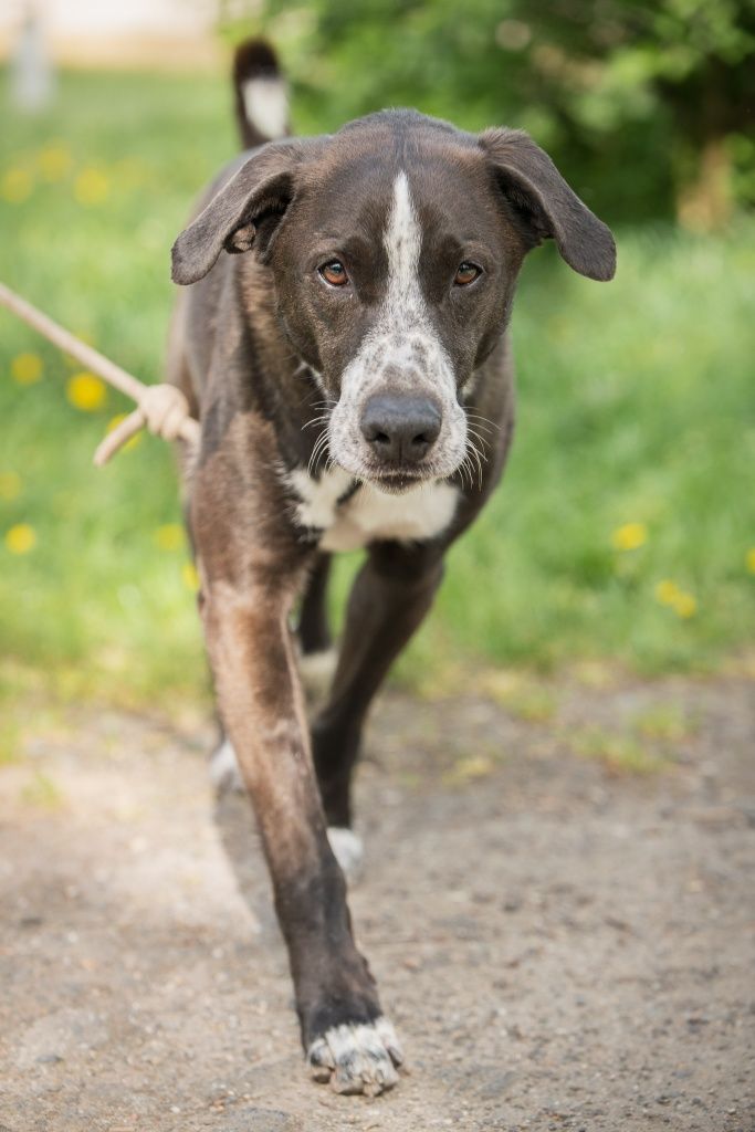 Rambo mix Border Collie z TTB do domu w spokojnej okolicy do adopcji!