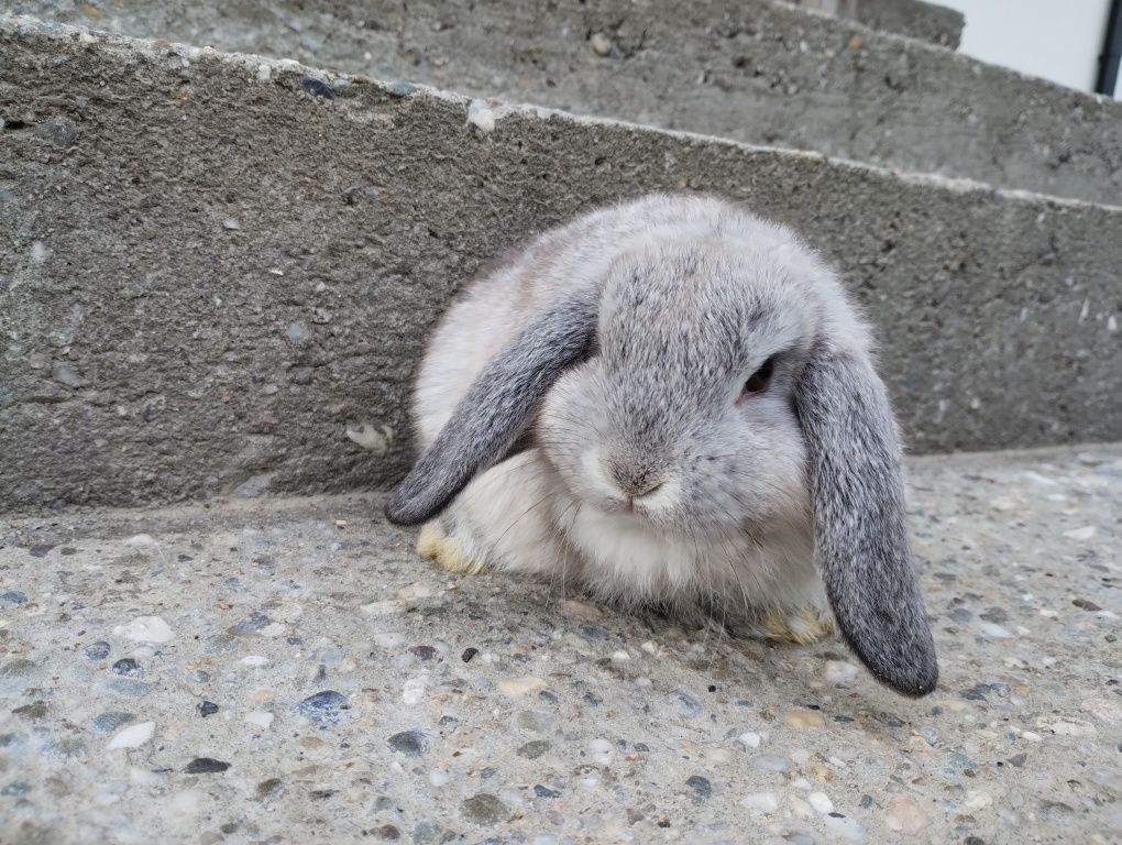 Mini lop królik gotowy do odbioru