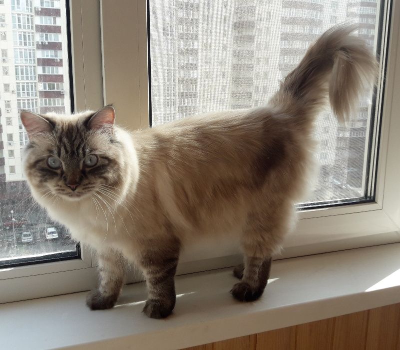 Вязка: кот невский маскарадный Мачо Мурчелло приглашает кошечек!