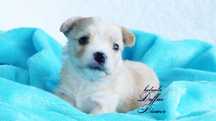 York Golddust Yorkshire Terrier