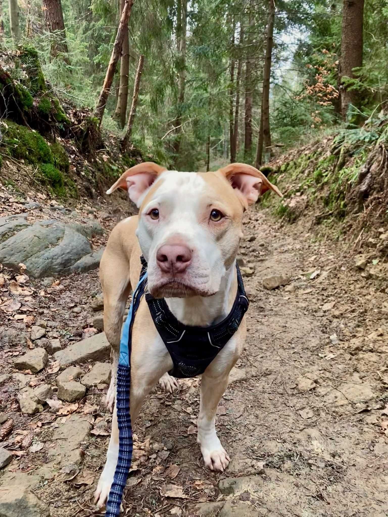 Adopcja Brutus Pitbull Amstaff - Amstaffy Niczyje