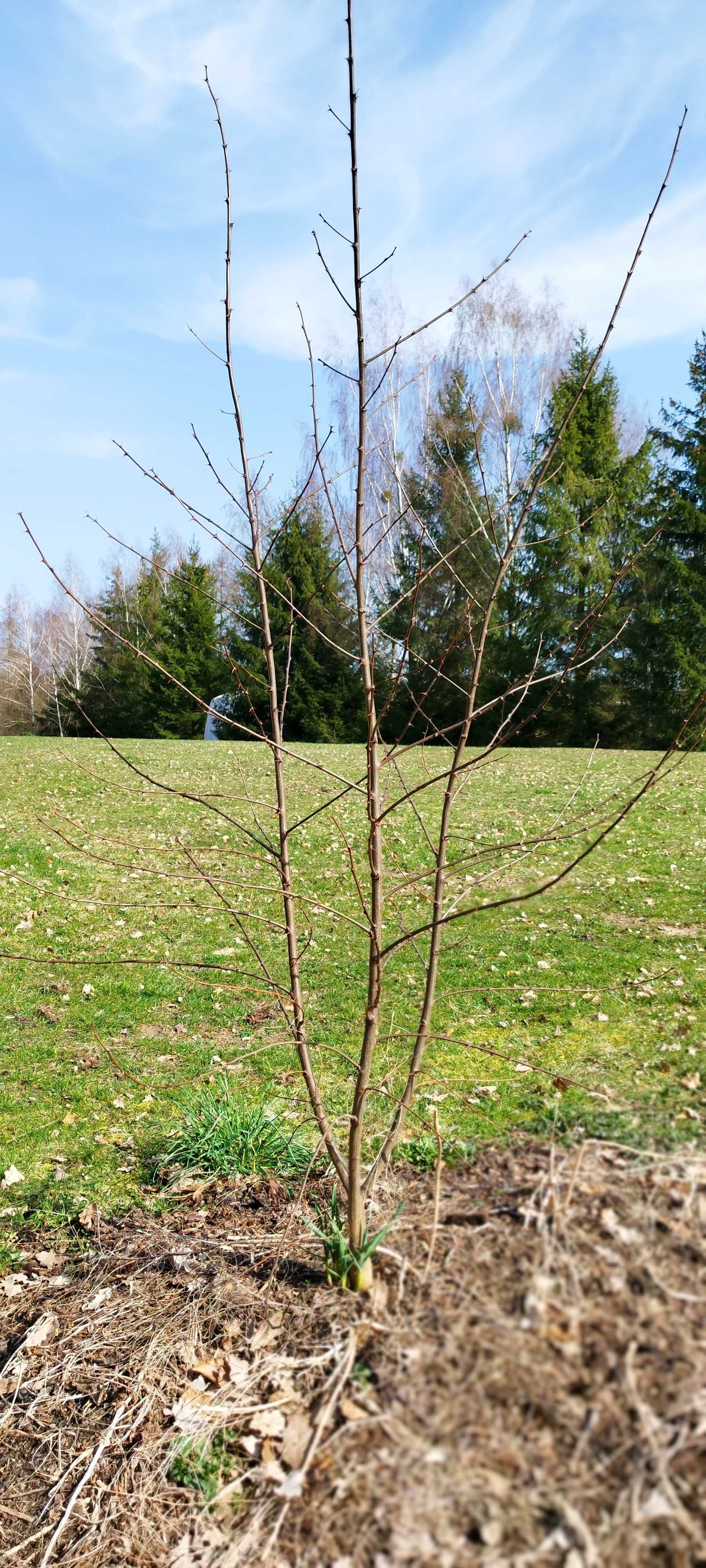 lipa brzoza akacja klon czeremcha dąb  ałycza drzewka sadzonki drzewko