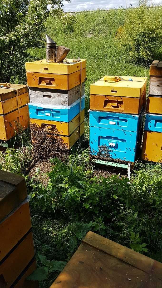 Naturalny MIÓD z własnej pasieki