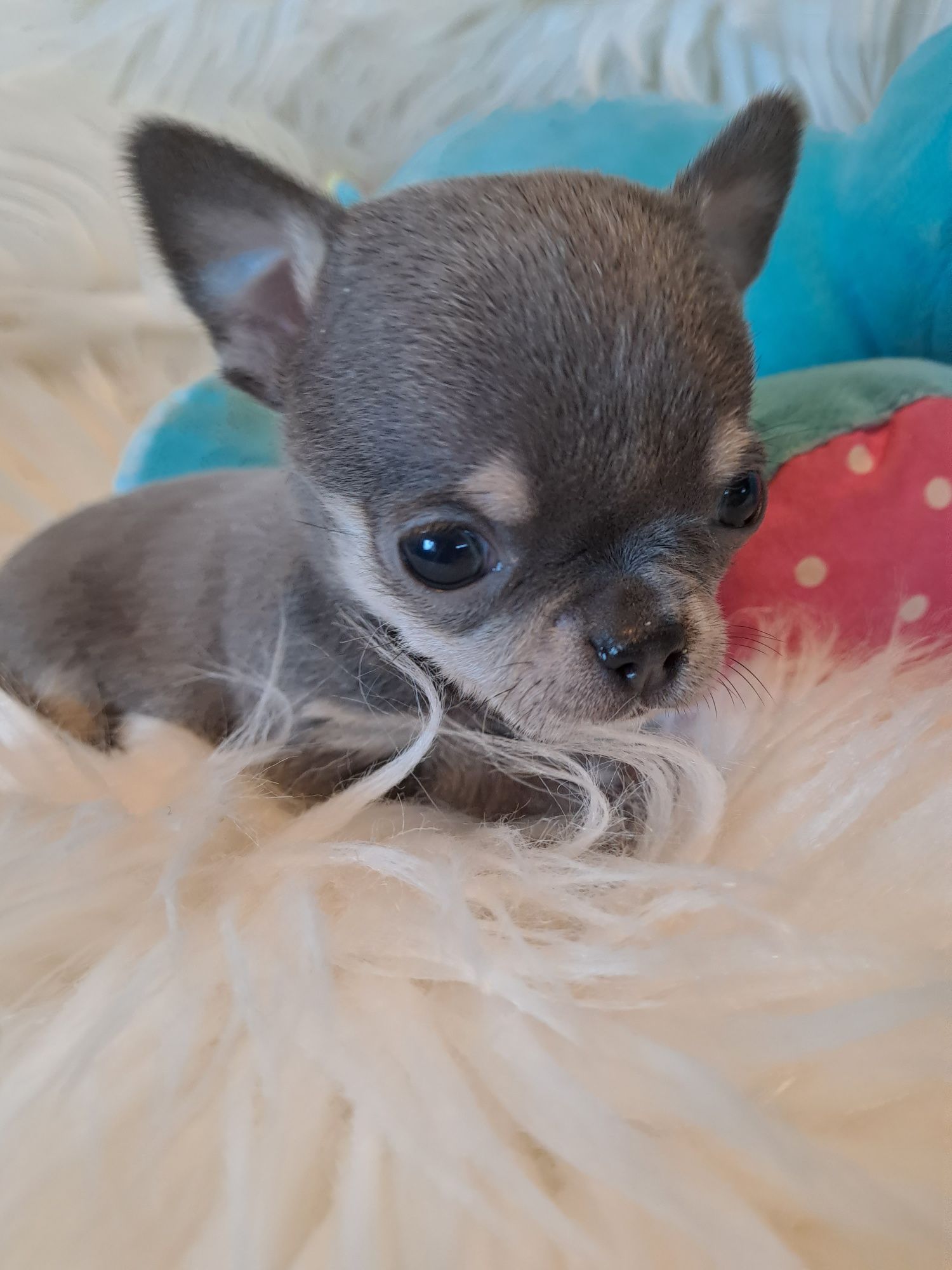 **SPIDY**chihuahua piesek xxs  blue  & tan do rezerwacji