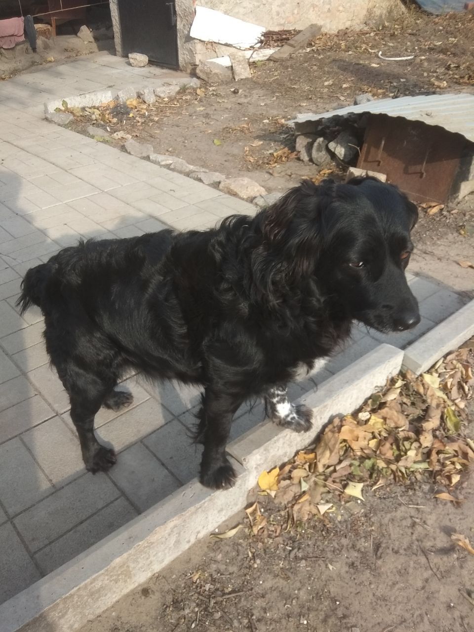 Отдам в хорошие руки