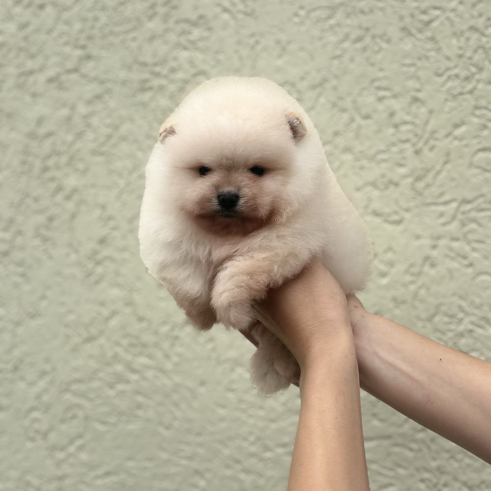 хлопчик шоу класу тип ведмедик