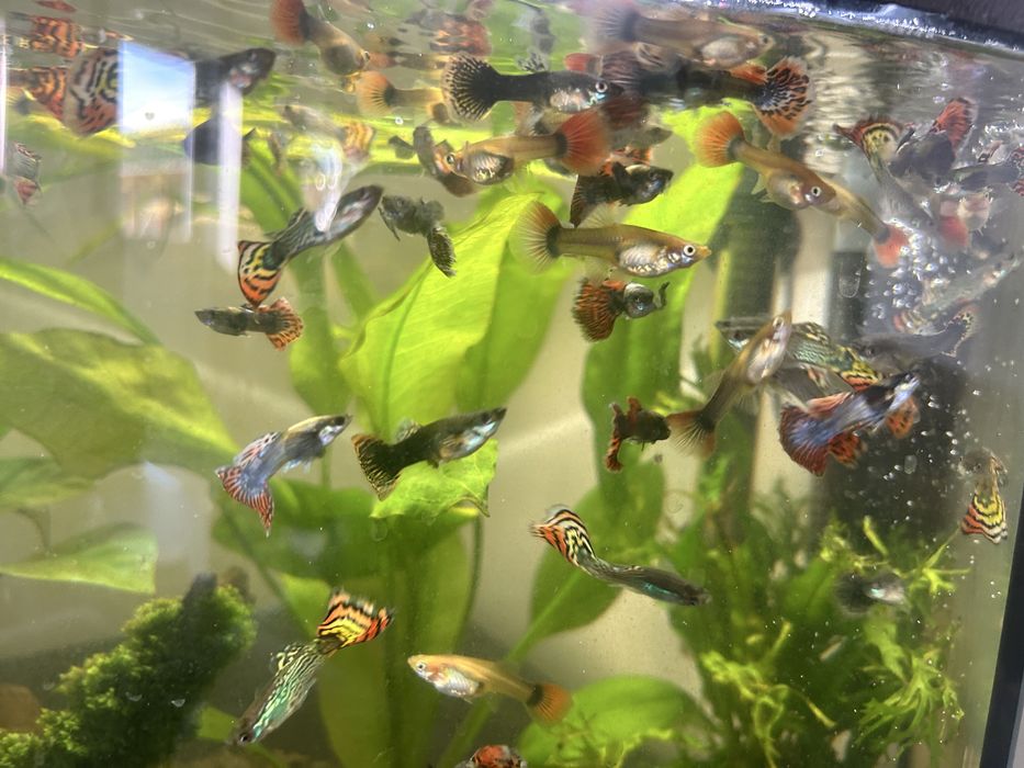 Akwarium 60l panorama - nowe - caly zestaw - 80 rybek wartości 600 zł