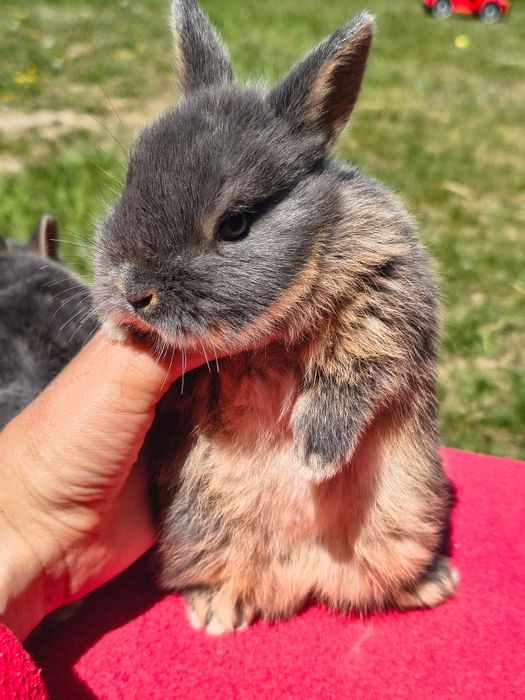 Króliki miniaturki karzełek niderlandzki