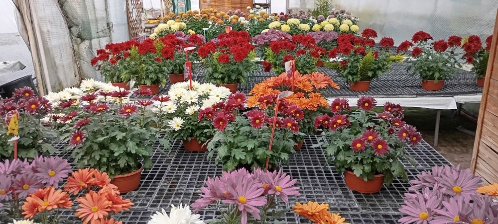 Chryzantemy Doniczkowe