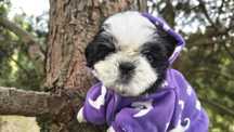 Cudna Shih tzu Nuka
