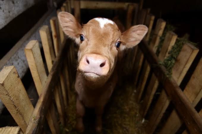 Продам бычка 4 месяца