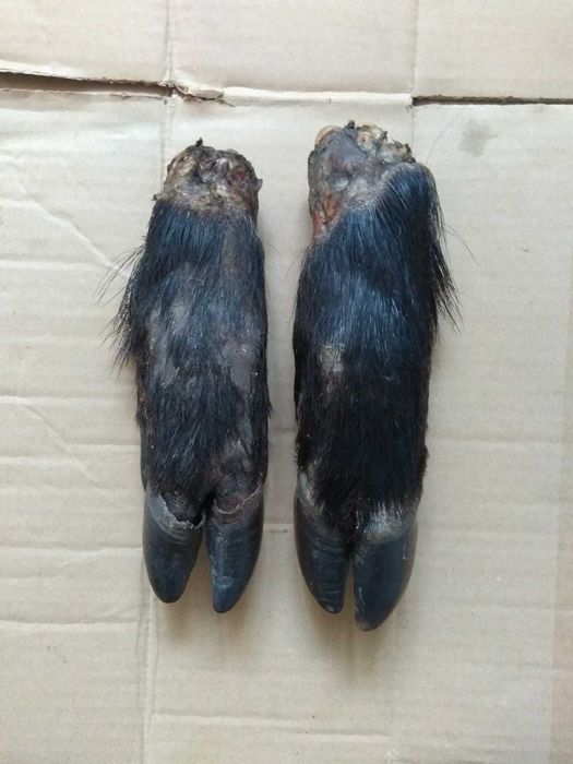 Ножки вепръ. Ножки дикой свиньй. Ножки кабан.