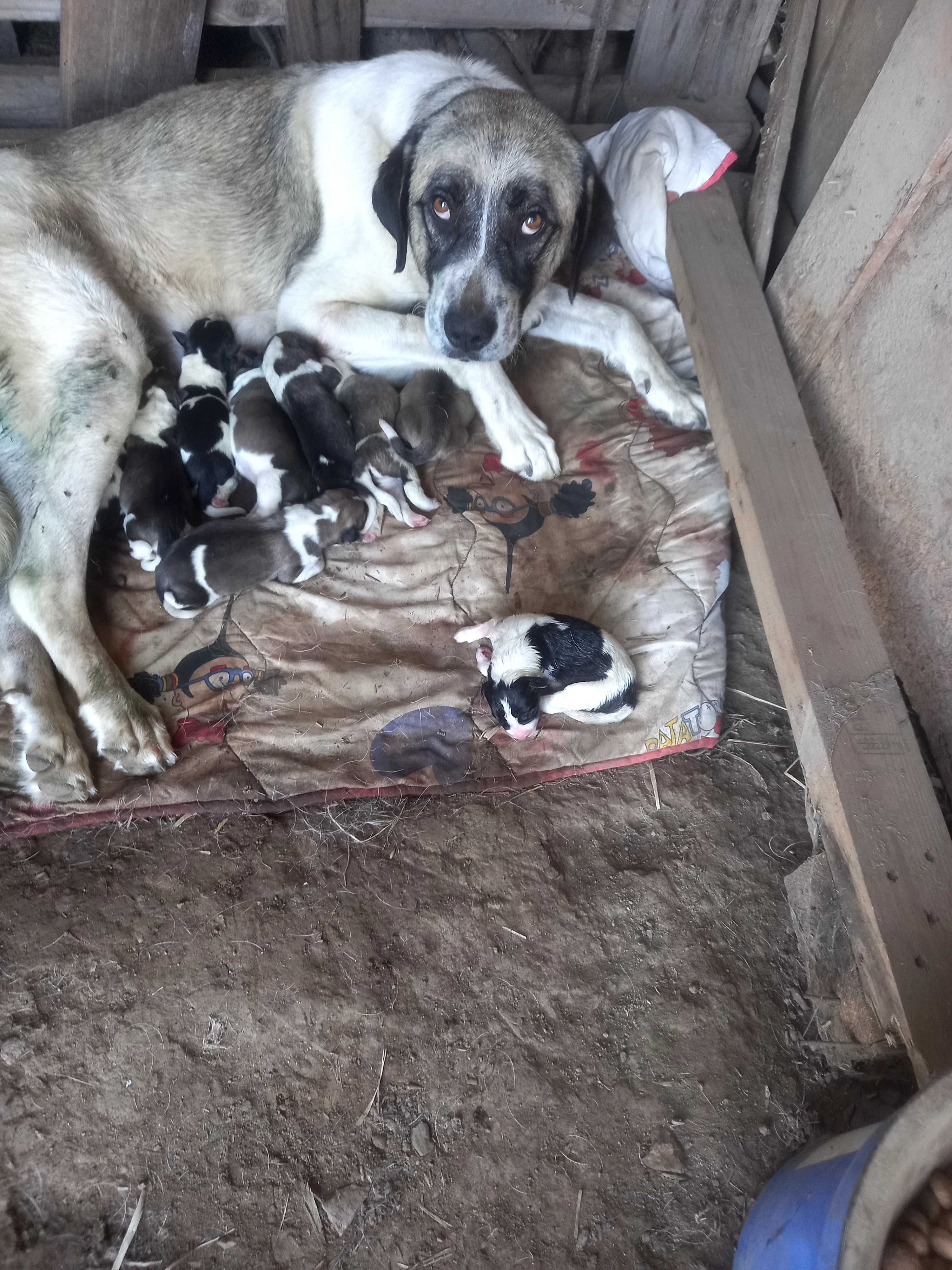 Cães rafeiro alentejano puros