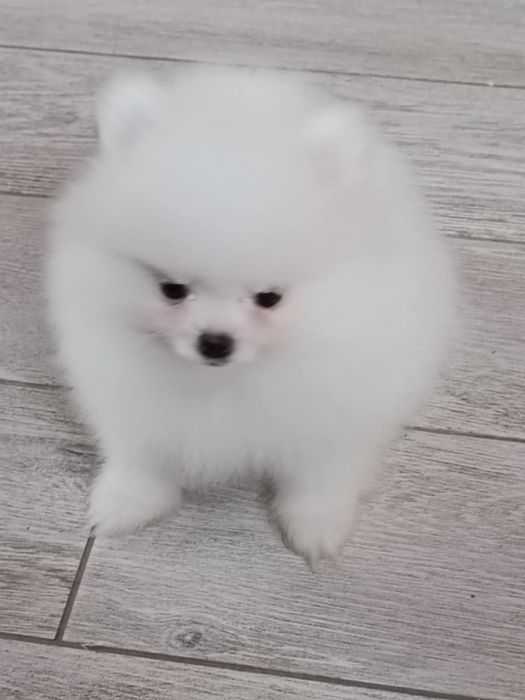Pomeranian  suczka biała
