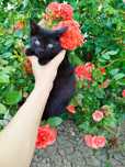 Кошеня котик киця