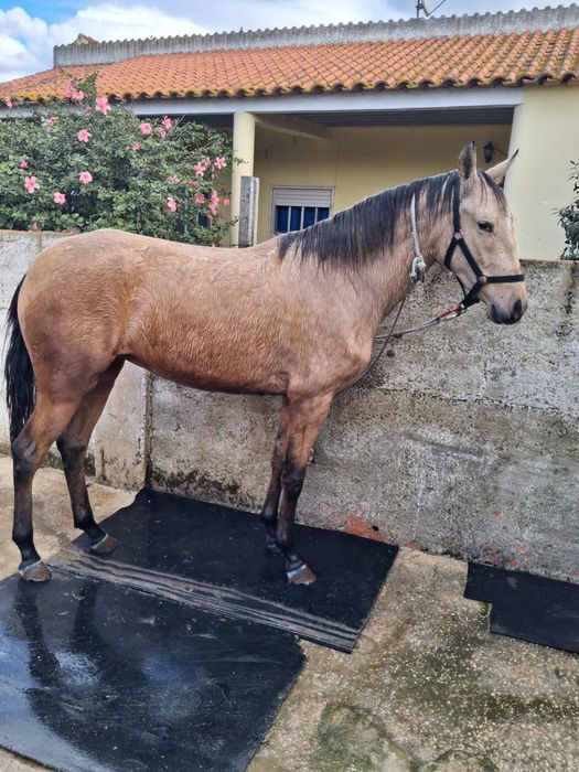 Vende se poldra baia