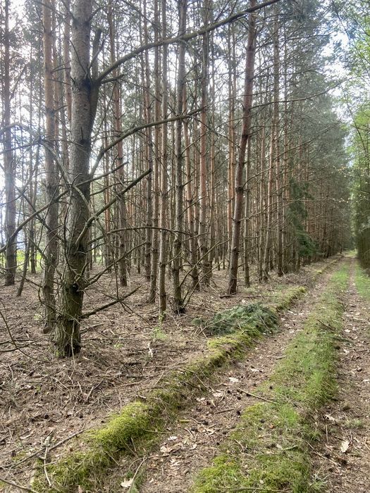 Działki rolne zalesione