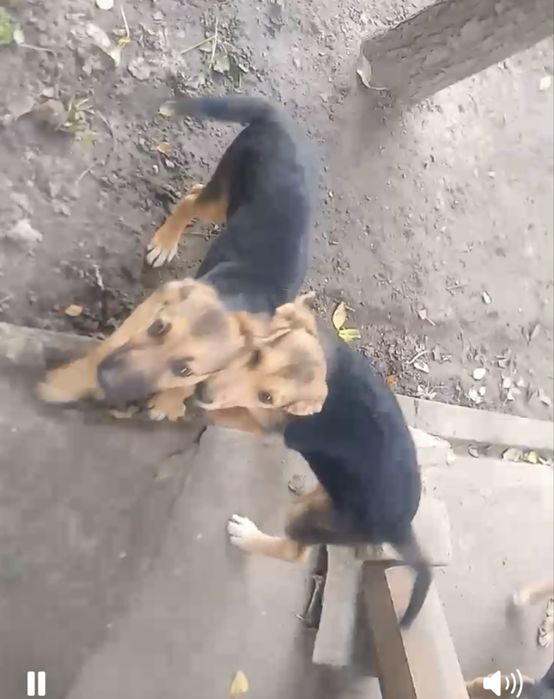 Собачки. Песики. Цуцики. Терміново!!!