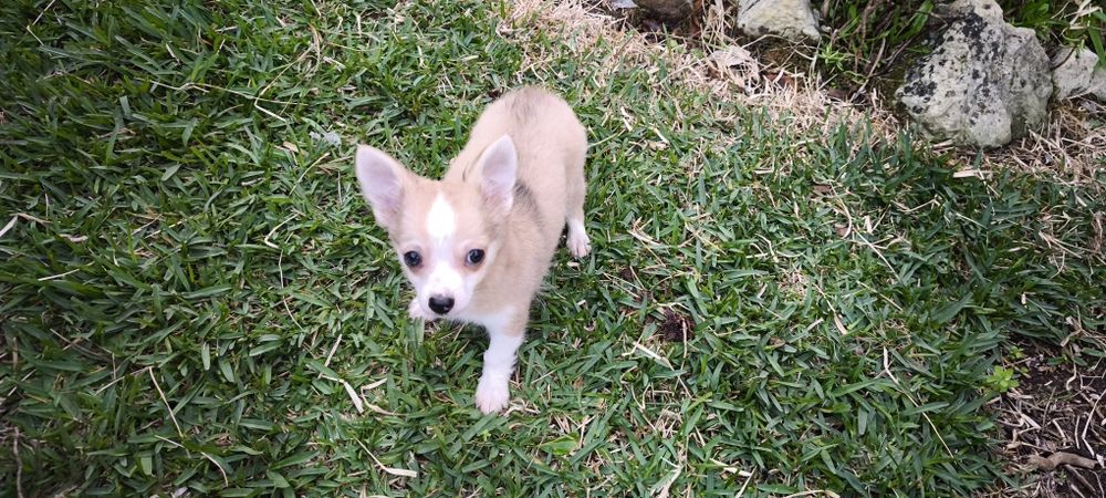Chihuahua miniatura disponível para entrega imediata existe a po