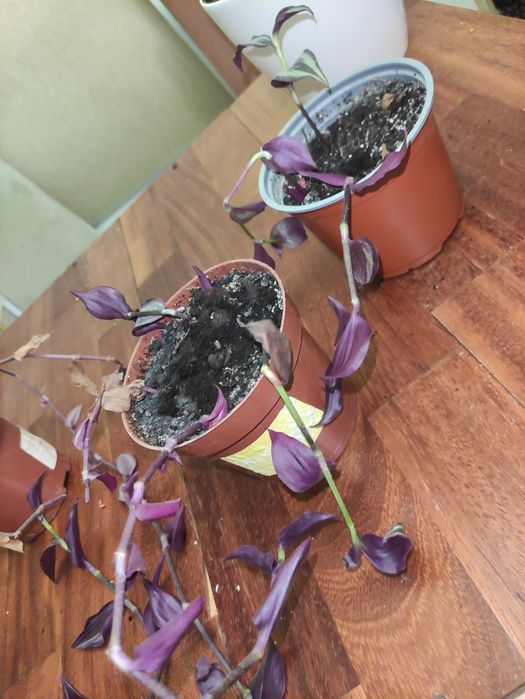 традесканція зебрина