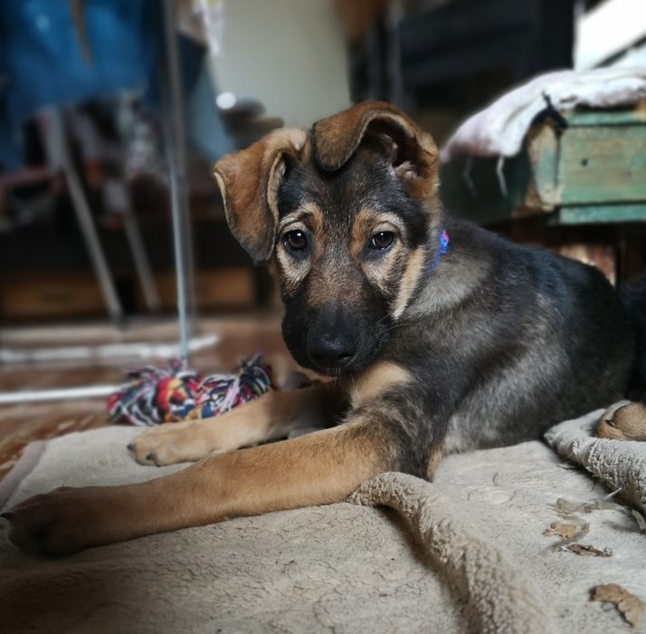 Nie pożałuje, kto Balsę adoptuje