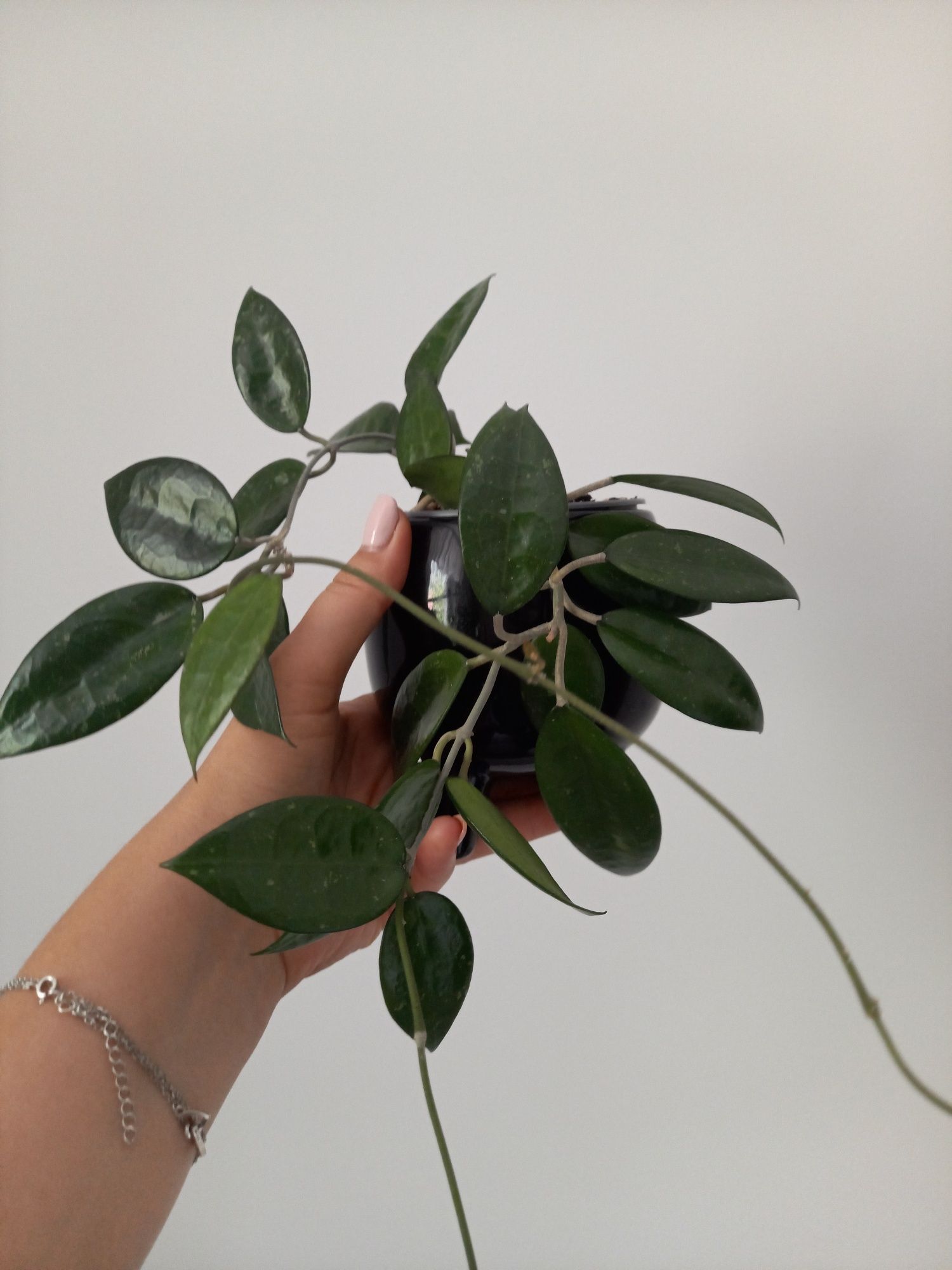 Hoya Parasitica Black Margin