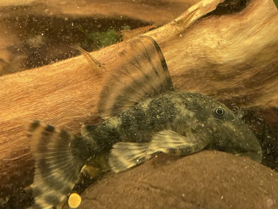 Номерной сом L-206, взрослые