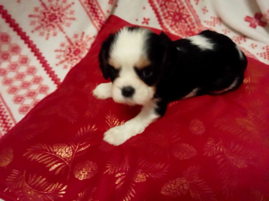 Pieski sunia cavalier king charles spaniel