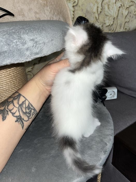 Кошеня в добрі руки