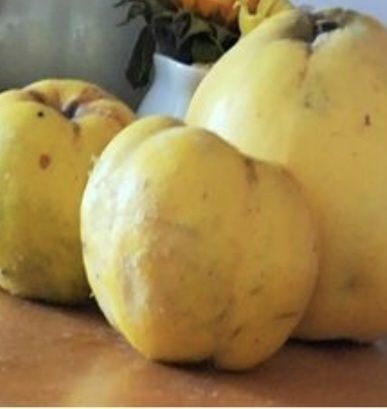 Pigwa owoce świeże 55 zł - 10 kg