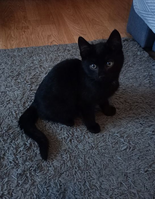 Mały kotek do oddania w dobre ręce