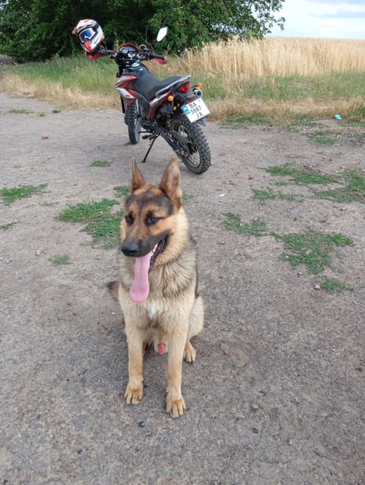 Німецька овчарка, цуценя, щенки. Вівчарка